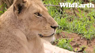 WildEarth - Sunset Safari - 13 Nov 2022