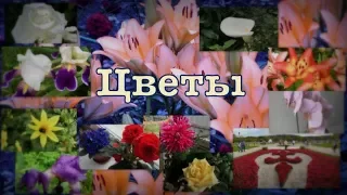 Цветы. Слайд-шоу.