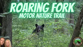 BEARS! Roaring Fork Motor Nature Trail | Great Smoky Mountains | Gatlinburg | 4K