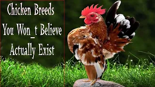 Amazing Chicken Breeds You Wont Believe Actually Exist || Animal stream