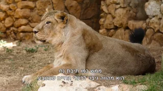 גן החיות התנ"כי - סרט למרכז המבקרים