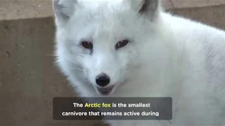 Fun Arctic Fox Facts