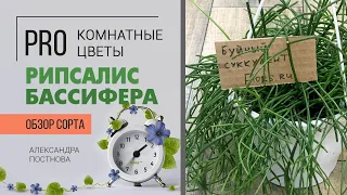 Рипсалис Бассифера - комнатное растение палочник, неприхотливое растение иногда балующее цветами.