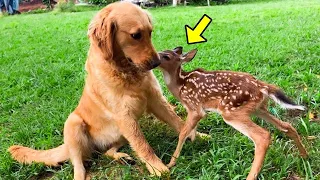 Dog Adopts Orphan Fawn, Then Years Later She Does Something Incredible!