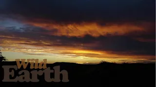 WildEarth - Sunset  - 5 April 2021