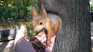 Ещё про Копию и о Том Самом бельчонке / About the Copy and the baby squirrel