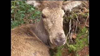 Sabs try to save exhausted stag from Quantock Staghounds
