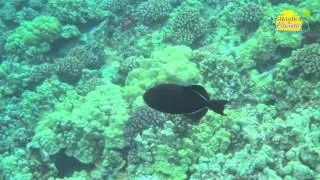 MOLOKINI CRATER SNORKELING