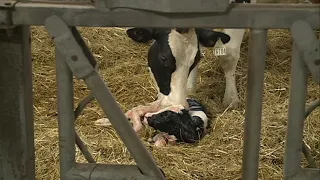 Life & Times of a Wisconsin Dairy Cow