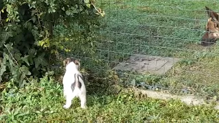 Jack Russell playing with German Shepherd