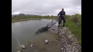 Setting & Retrieving an Eel net, Fyke Net, or Hoop Net. Masterton, New Zealand