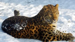 АМУРСКИЙ БАРС: Самая РЕДКАЯ большая кошка ненавидит амурских тигров | Интересные факты про леопардов