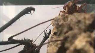 Tailless Whip Scorpion Stalking It’s Prey