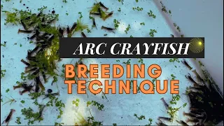 How to breed CRAYFISH | AUSTRALIAN REDCLAW