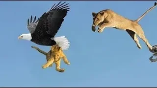 Most Deadly EAGLE Attacks 2019  - Most Amazing Moments Of Wild Animal Fights