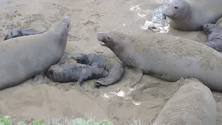 Chaos at San Simeon beach - Elephant seals' life at the beach | CALIFORNIA WILDLIFE