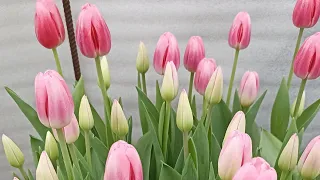 Выгонка тюльпанов к 8 марта ( 21 февраля 2024)