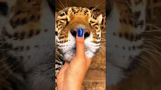 Jaguar Boop!