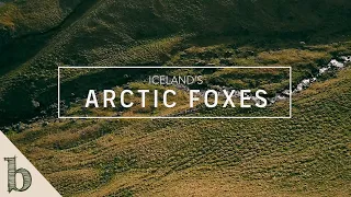 Iceland's Arctic Foxes | Short Wildlife Documentary