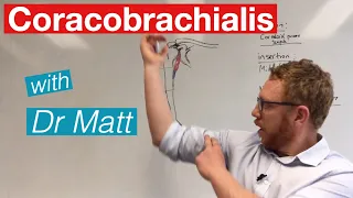 Coracobrachialis | Muscle anatomy