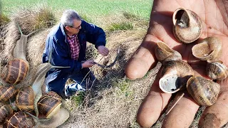 Los CARACOLES. Recolección en el campo para el CONSUMO humano y la cría y engorde en GRANJAS