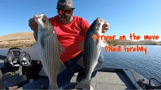 STRIPER ON THE MOVE ONEILL FOREBAY FIVE POUNDER ON FLUKE PLUS A-RIG DOUBLE UP