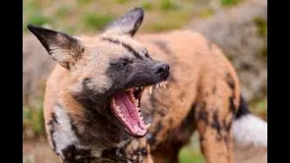No Mercy - Wild Dogs on Hunt  | Eaten Alive