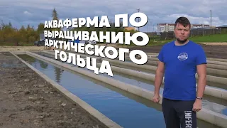 Акваферма по Выращиванию Арктического гольца