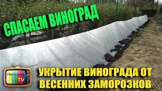 СРОЧНО УКРЫТИЕ ВИНОГРАДА ОТ ВЕСЕННИХ ЗАМОРОЗКОВ