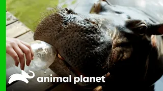 Hippo Is Raised By Humans | The World's Oddest Animal Couples