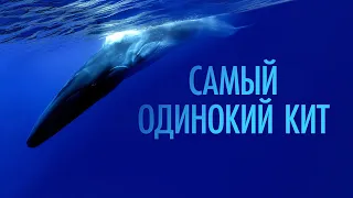 Самый одинокий кит - Русский трейлер (2021)
