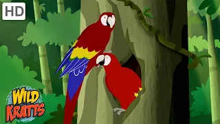 The Scarlet Macaw | One of the World's Largest Parrots | Wild Kratts