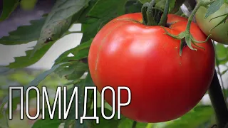 Помидор: Сеньор из Южной Америки | Интересные факты про томаты