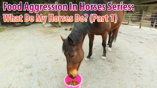 Food Aggression In Horses Series: What Do My Horses Do? and What I Do And Think About It (Part 1)