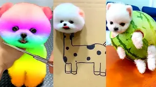 Funny and Cute Dogs Videos  #short | pomeranian funny moments | mini pomeranian videos