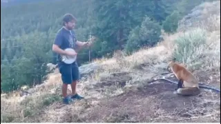 Viral Video: Fox enjoys Listening to musician playing Banjo on Hill