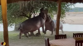 Angry Hippos Fight INSIDE PRIVATE CAMP!!!