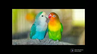 love birds mating call || fast will lust and mate