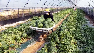 Until the watermelon harvested at the watermelon farm comes to the table ／korean street food