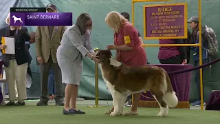 Saint Bernards |  Breed Judging 2023