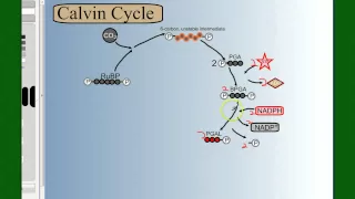 Photosynthesis Part 4: The Calvin Cycle