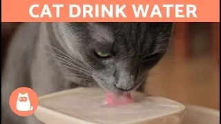 10 Tips to Help Your Cat DRINK WATER 😿