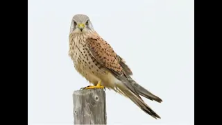 Kestrel Bird | #birdslife