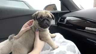 Bringing Winston Home! | 8 Week Old Pug Puppy