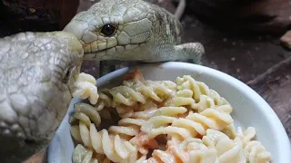 Monkey Tailed Skinks testing for the very first time "Fusilli" on their Meal