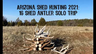 Arizona Shed Hunting 2021: 16 Shed Antler Solo Trip