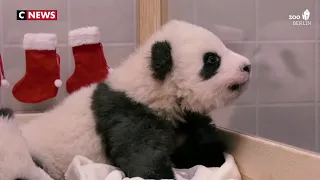 Deux bébés pandas jumeaux fêtent leur premier noël