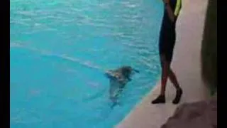 Dolphin-Show in Tenerife Loro Parque