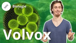 Volvox: Aufbau, Fortpflanzung und die erste Leiche – Biologie | Duden Learnattack