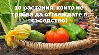 Не отглеждайте тези 10 растения заедно!